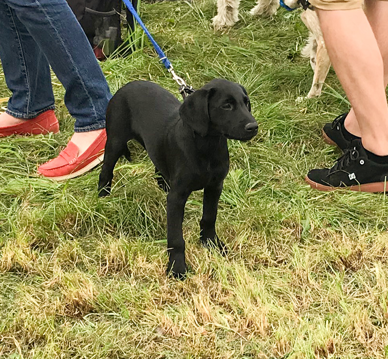 Young dog at the Isle Brewers dog show